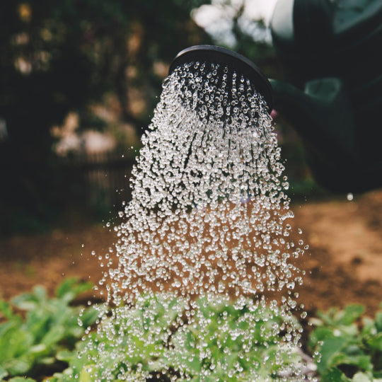 Best Tips on Gardening for Beginners
