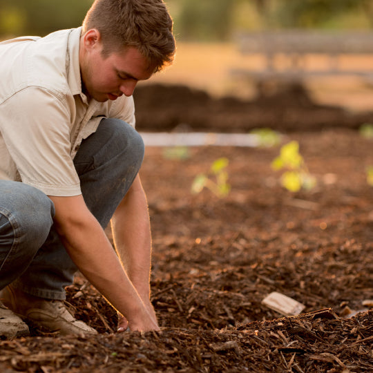 Top 10 Ideas for Using Plastic Bottles in Your Garden