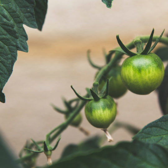 What are the Benefits of Urban Gardens
