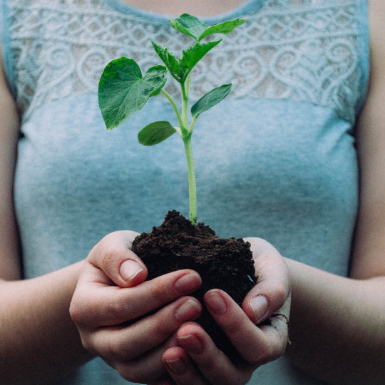 Why Tree Planting is Important for Our Planet