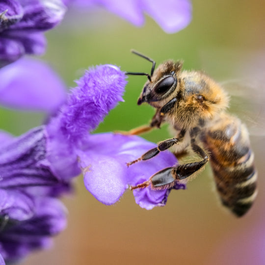 Why Bees Are Important for Your Garden