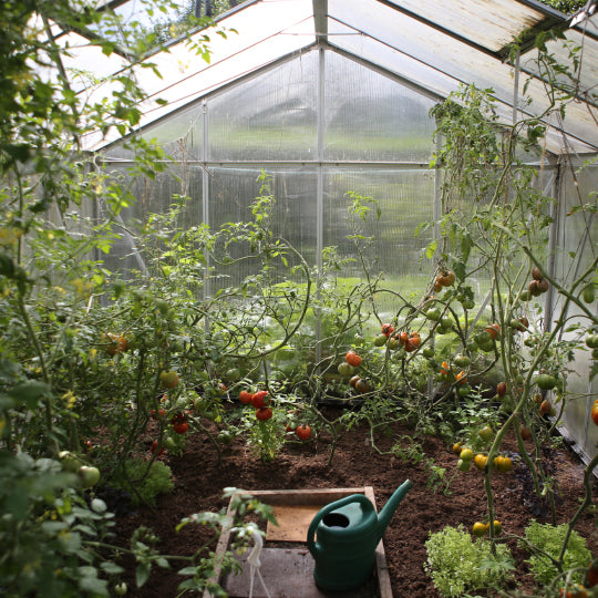 How to Start Urban Gardening