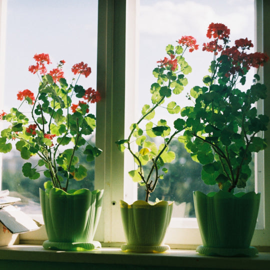 Improve Air Quality with the Right Houseplants