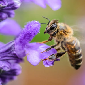 Why Bees Are Important for Your Garden