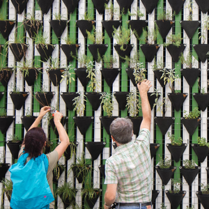 Guide for Vertical Gardening Systems