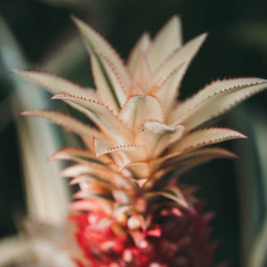 Health Benefits of Pineapple Leaves